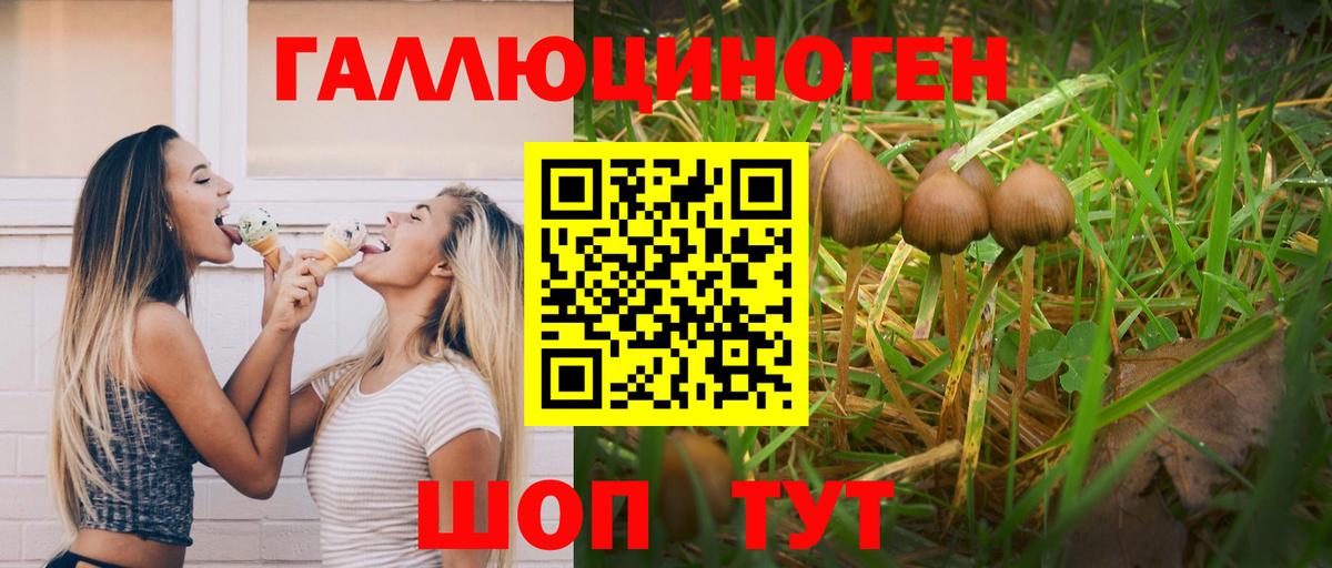 Галлюциногенные грибы Psilocybe Кемерово
